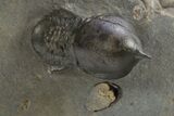 Pelagic Trilobite (Cyclopyge) Fossil - Huge Eyes #316655-4